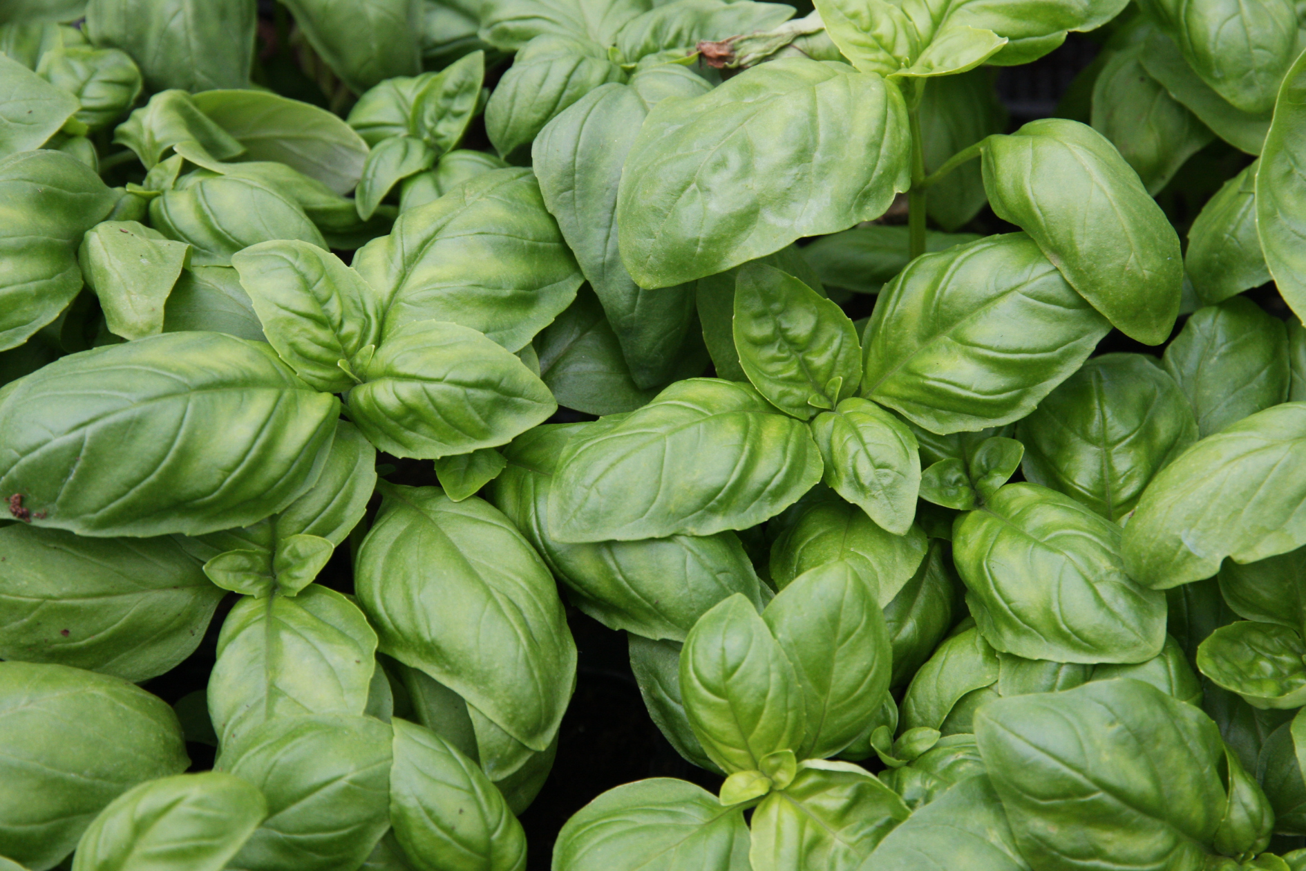 Fresh basil